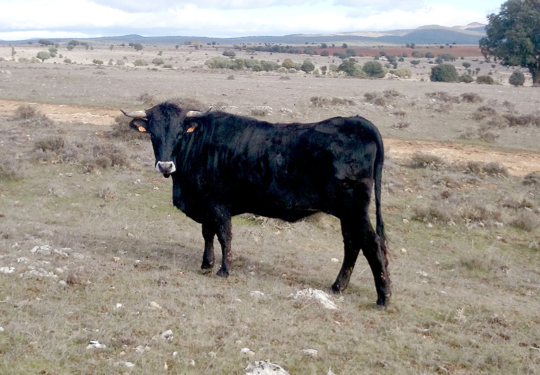 Autor: José Mª Manchado.<br/>Año: 2014.<br/>Sexo: Hembra.<br/>Comentario: La Muela (Soria).<br/>Imagen facilitada por la ASOCIACIÓN DE CRIADORES...