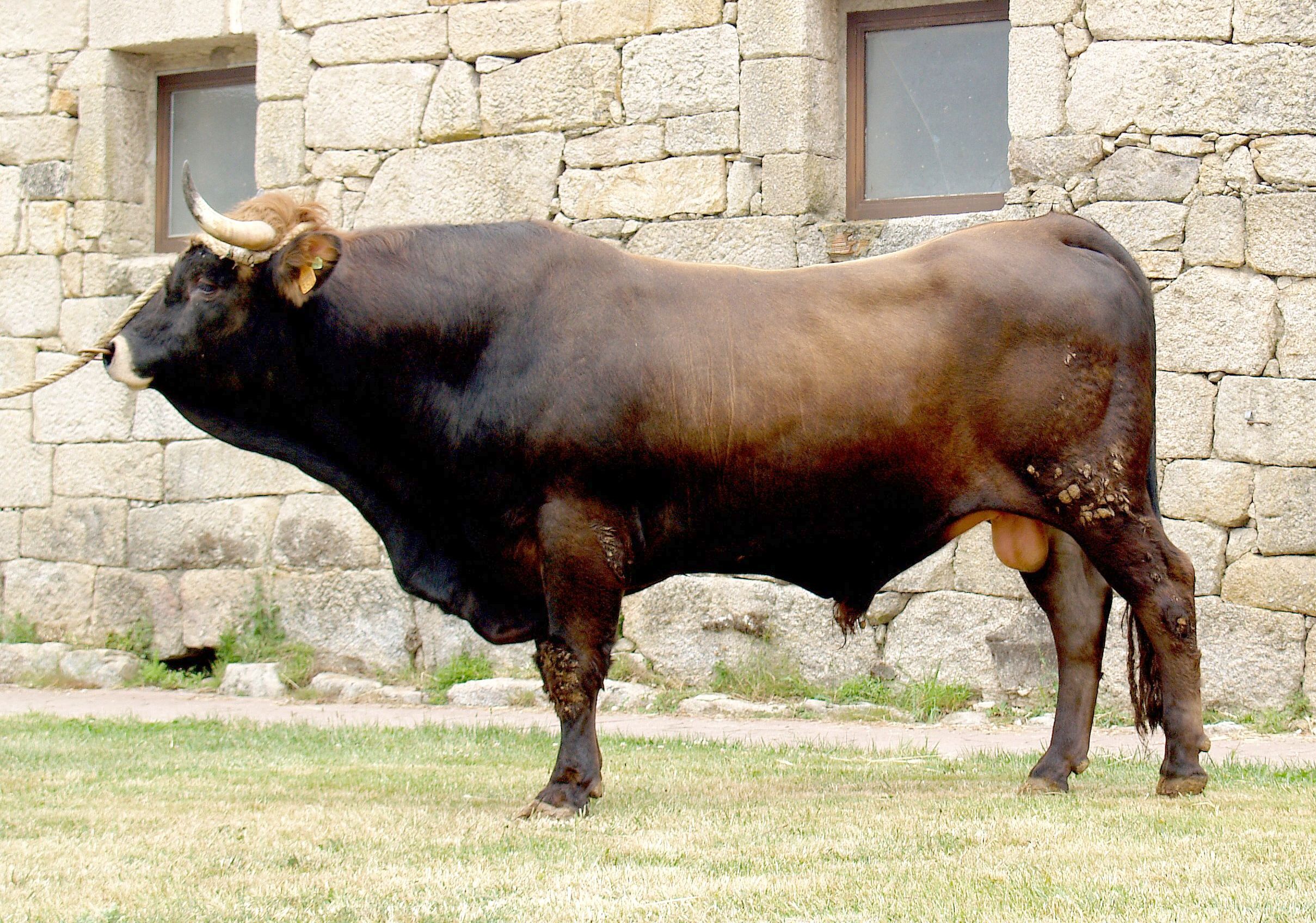 Autor: CRZG-FONTEFIZ.Xunta de Galicia.<br/>Sexo: Macho.<br/>Imagen facilitada por la Federación de razas autóctonas de Galicia (BOAGA).