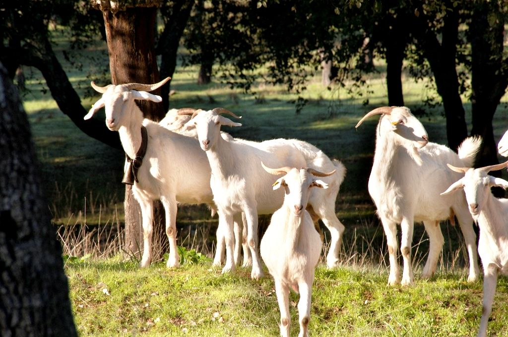 Imagen de Blanca Andaluza o Serrana (rebaño), fuente MAGRAMA.