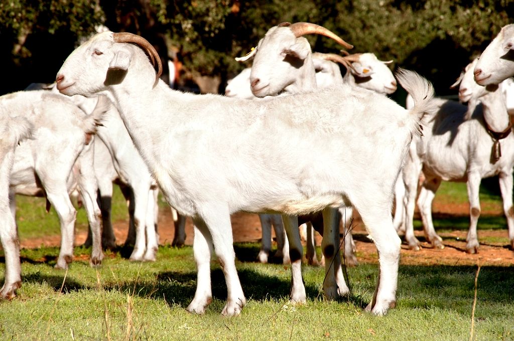 Imagen de Blanca Andaluza o Serrana (hembra), fuente MAGRAMA.