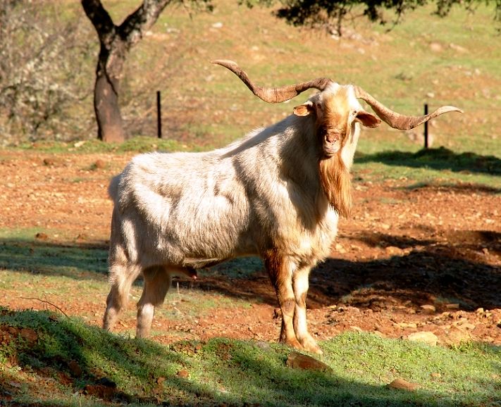 Imagen de Blanca Andaluza o Serrana (macho), fuente MAGRAMA.