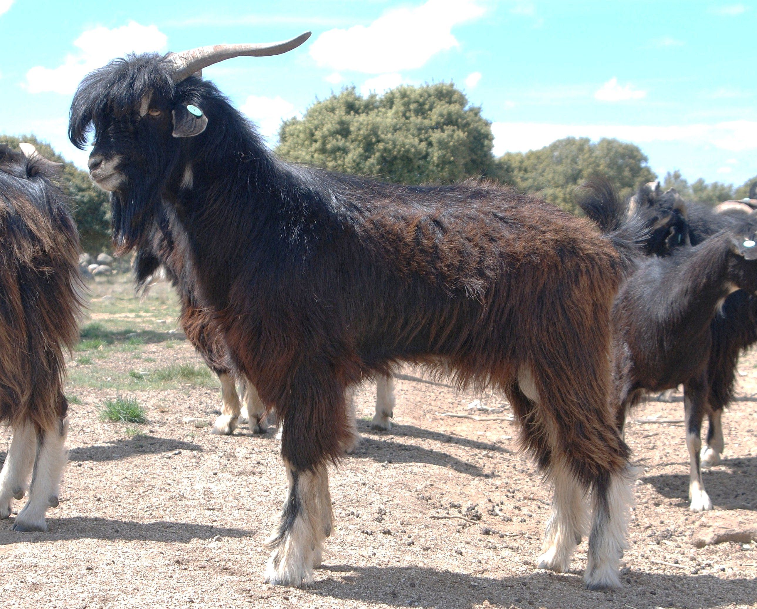 Autor: Paloma Díez de Tejada.<br/>Año: 2010.<br/>Sexo: Hembra.<br/>Comentario: Imagen facilitada por la ASOCIACIÓN CRIADORES GANADO CAPRINO DE LA...