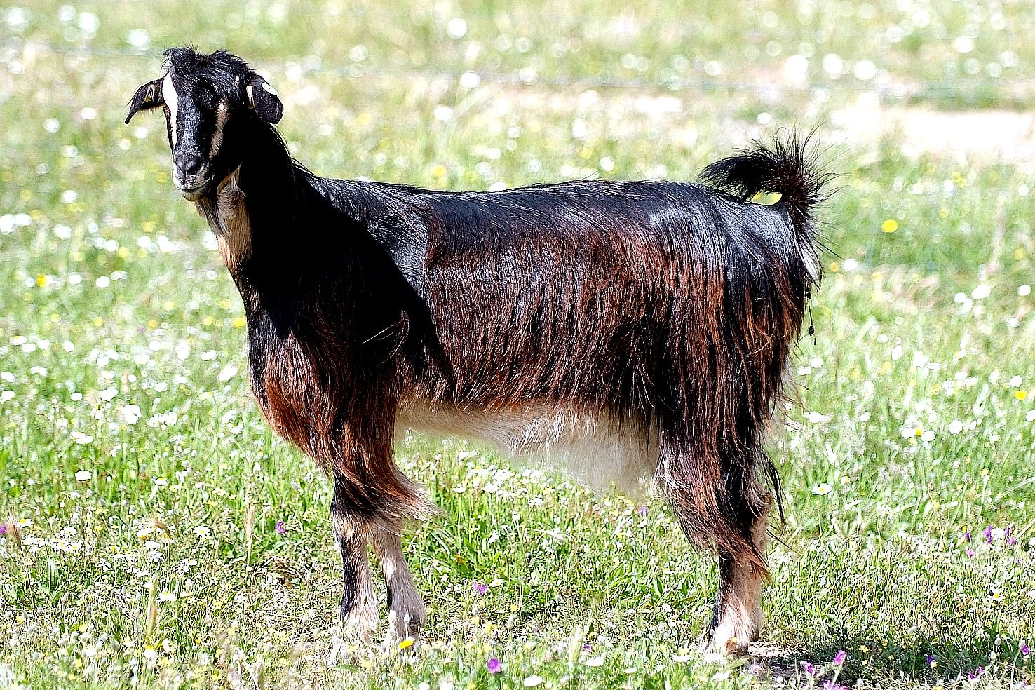 Autor: Juan Antonio Martín del Pozo.<br/>Año: 2011.<br/>Sexo: Hembra.<br/>Comentario: Imagen facilitada por la ASOCIACIÓN CRIADORES GANADO CAPRINO...