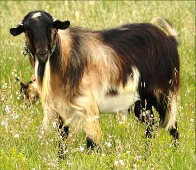 Sexo: Hembra; <br/>Comentario: Fotografía facillitada por FEAGAS