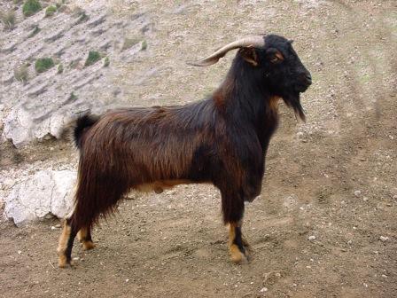 Comentario: Fotografía facillitada por FEAGAS