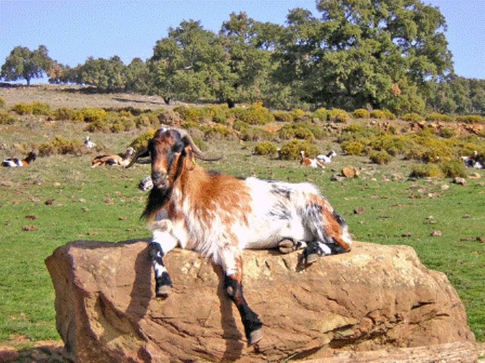 Autor: Olga González Casquet; <br/>Año: 2005; <br/>Sexo: Macho