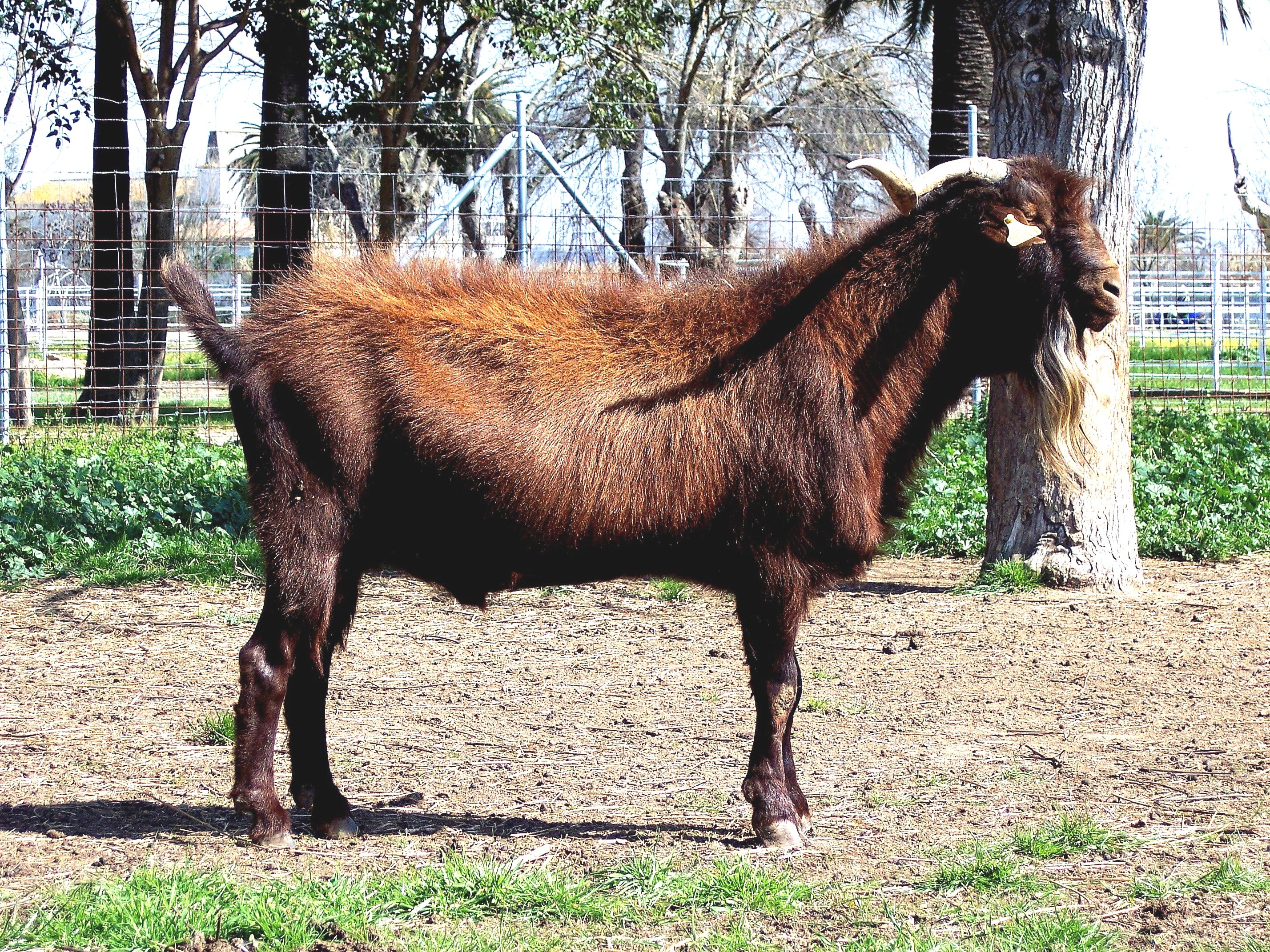 Autor: Juan Andrés Bravo Delgado.<br/>Año: 2004.<br/>Sexo: MACHO.<br/>Comentario: Imágenes tomadas en la provincia de Badajoz, en las comarcas de...