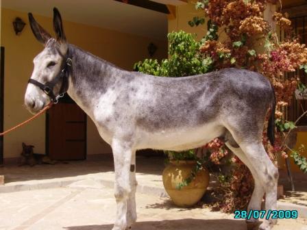 Sexo: Macho; <br/>Comentario: Fotografía facillitada por FEAGAS