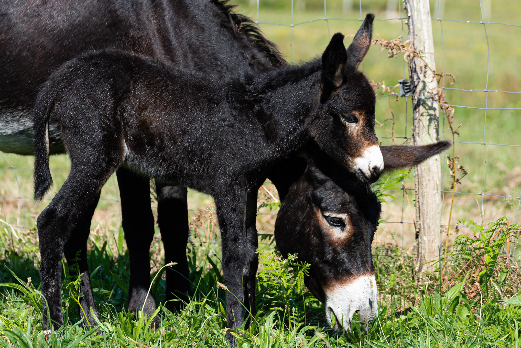 Comentario: Fotografía facillitada por ENAFE