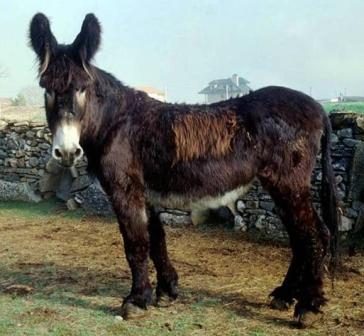 Comentario: Fotografía facillitada por FEAGAS