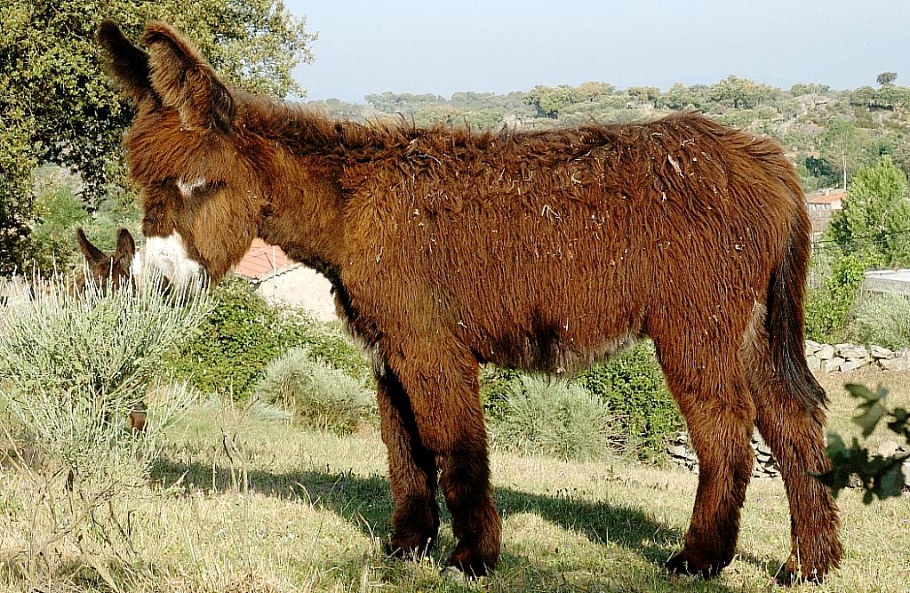 Imagen burro Zamorano-Leonés, fuente MAGRAMA