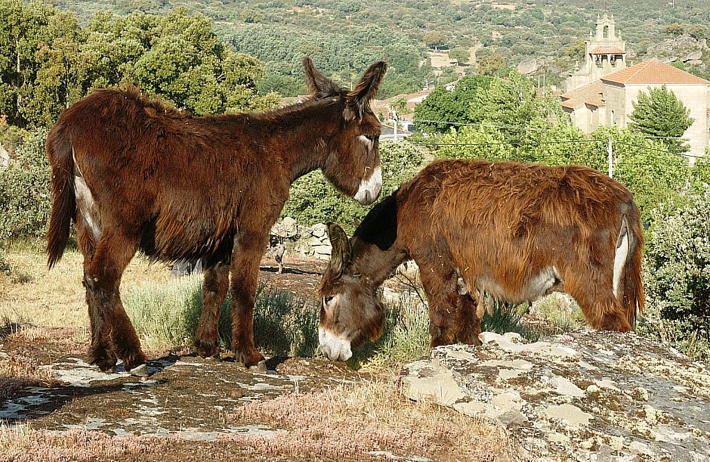 Imagen burro Zamorano-Leonés, fuente MAGRAMA