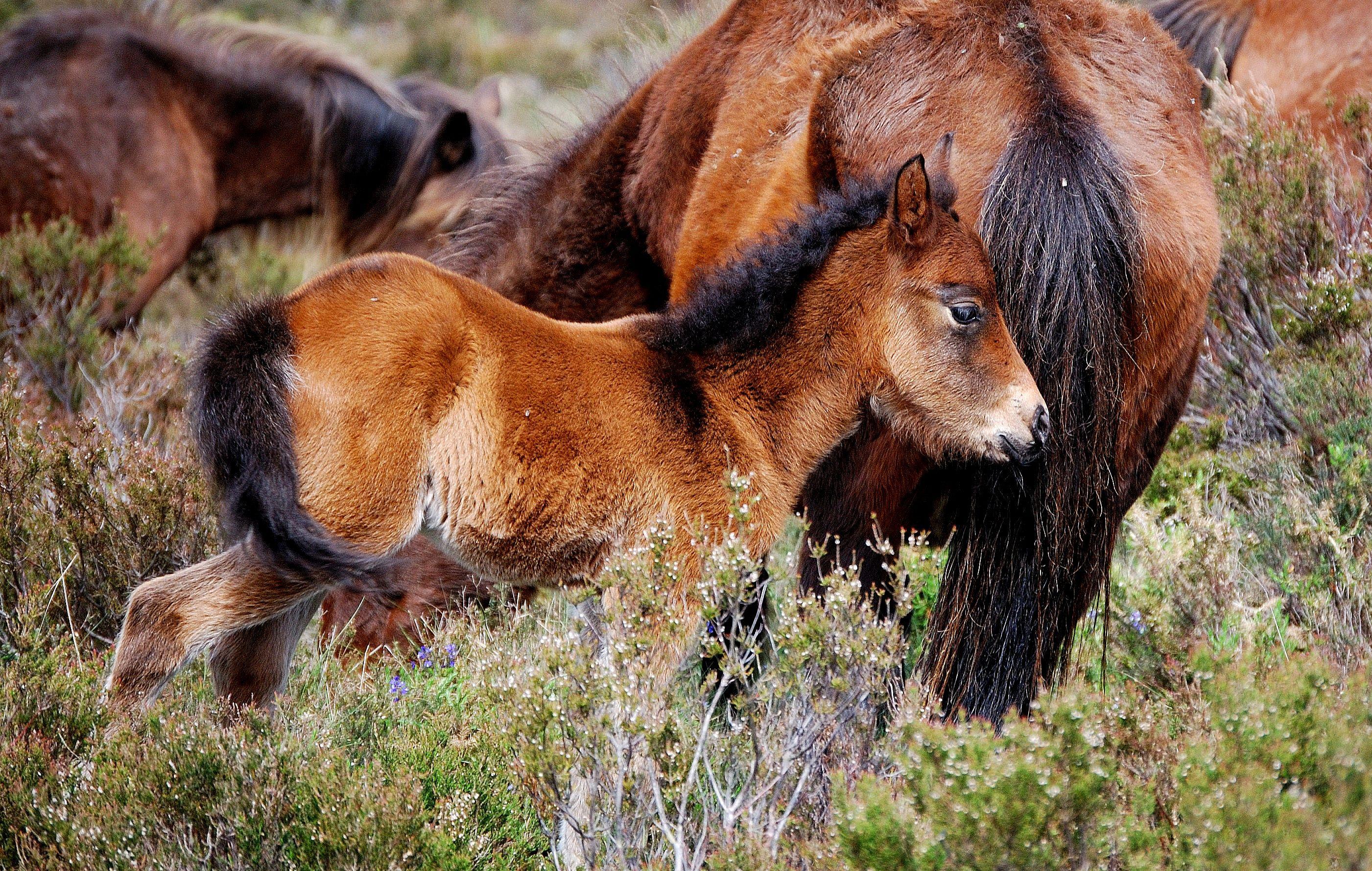 Autor: ASOCIACIÓN DE CRIADORES DE PONIS DE RAZA ASTURCÓN (ACPRA).<br/>Comentario: Potro con en su medio natural. 