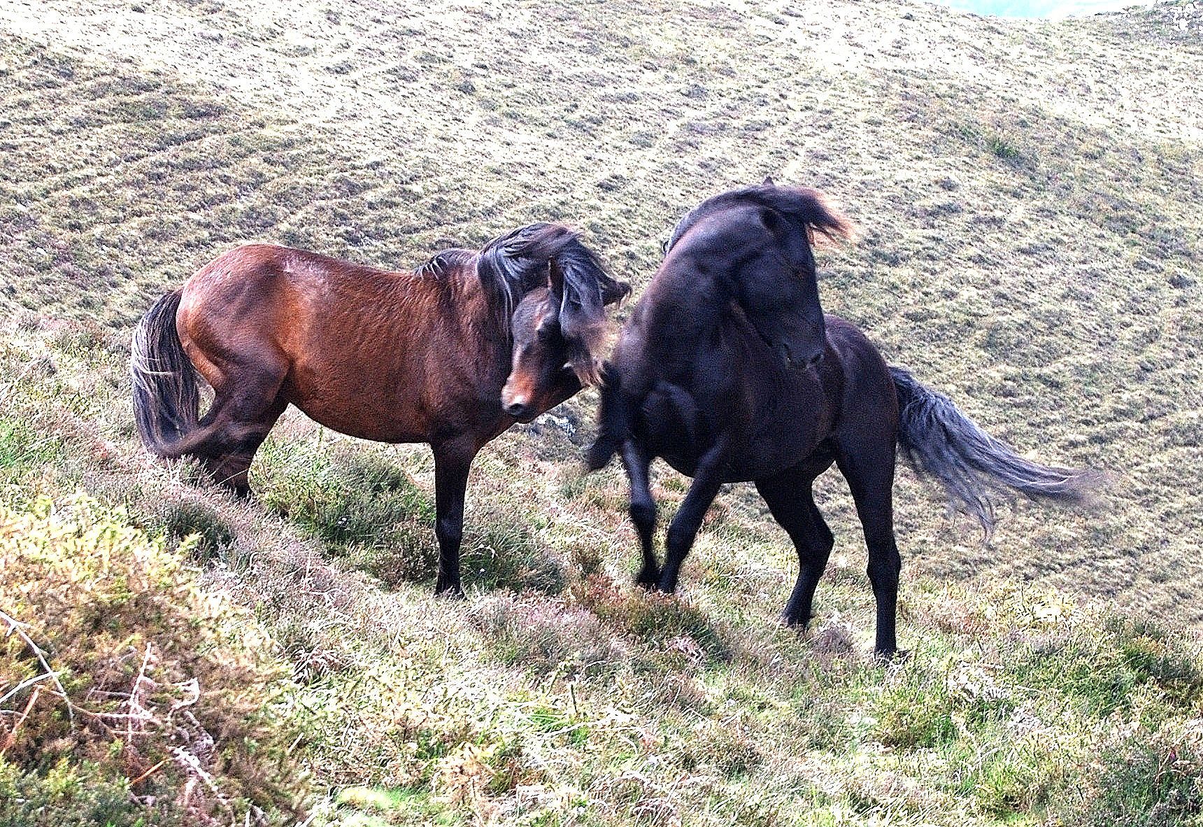 Autor: ASOCIACIÓN DE CRIADORES DE PONIS DE RAZA ASTURCÓN (ACPRA).<br/>Sexo: Sementales.<br/>Comentarios: animales en medio natural. 