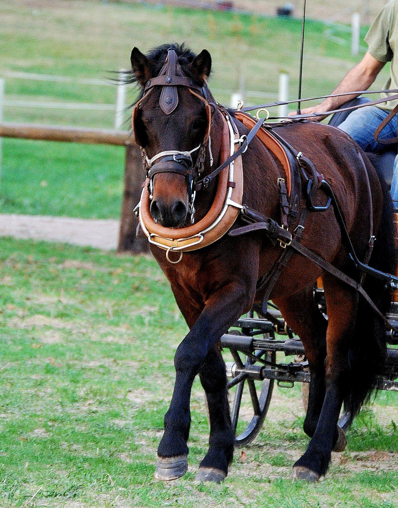 Autor: ASOCIACIÓN DE CRIADORES DE PONIS DE RAZA ASTURCÓN (ACPRA).<br/>Comentario: Tirando de carruaje.