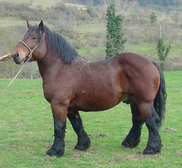 Autor: Instituto Técnico y de Gestión Ganadero; <br/>Año: 2000; <br/>Sexo: Macho