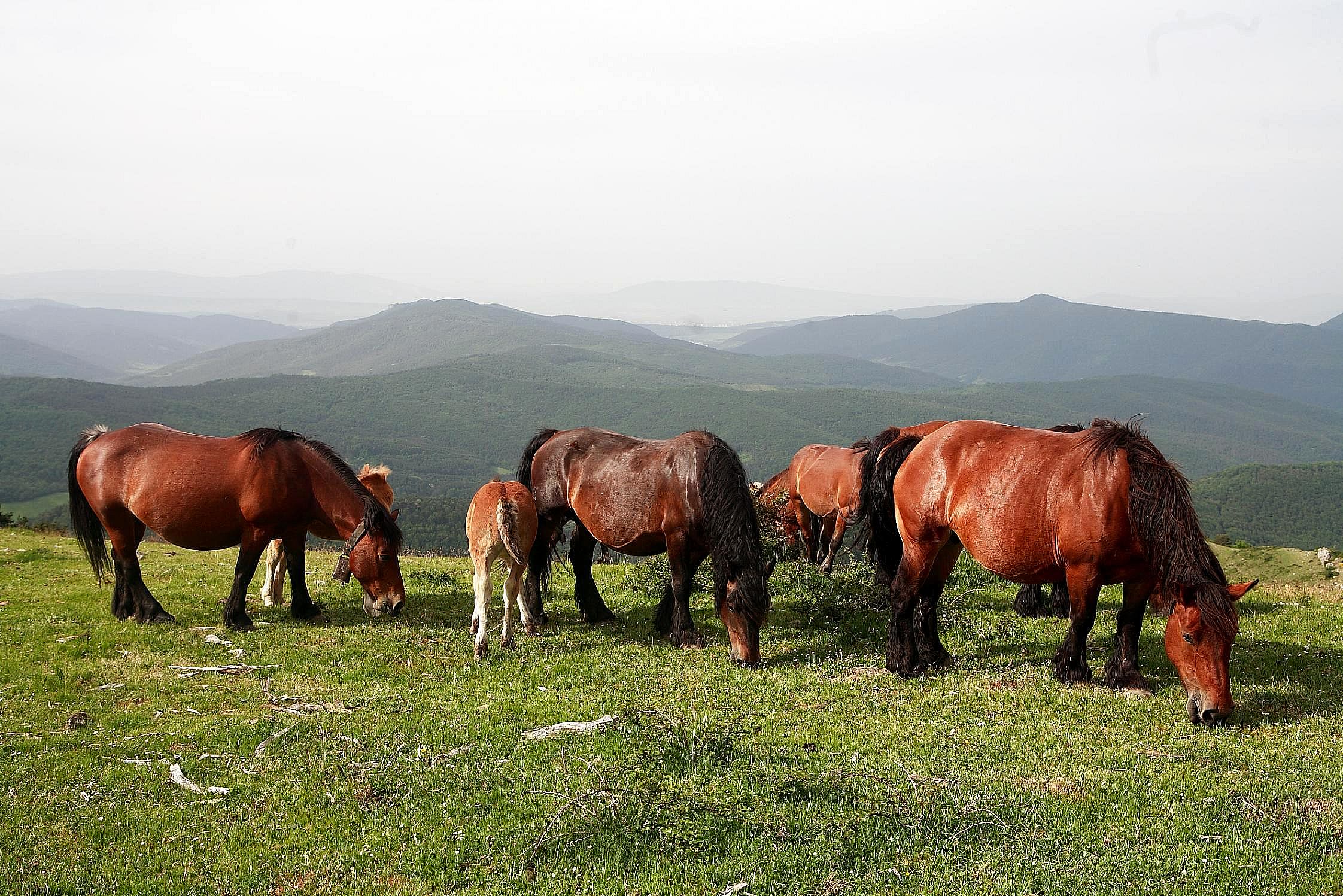 Autor: Instituto Navarro de Tecnologías e Infraestructuras Agroalimentarias (INTIA).<br/>Año: 2007.<br/>Rebaño en su medio natural. <br/>Imagen...