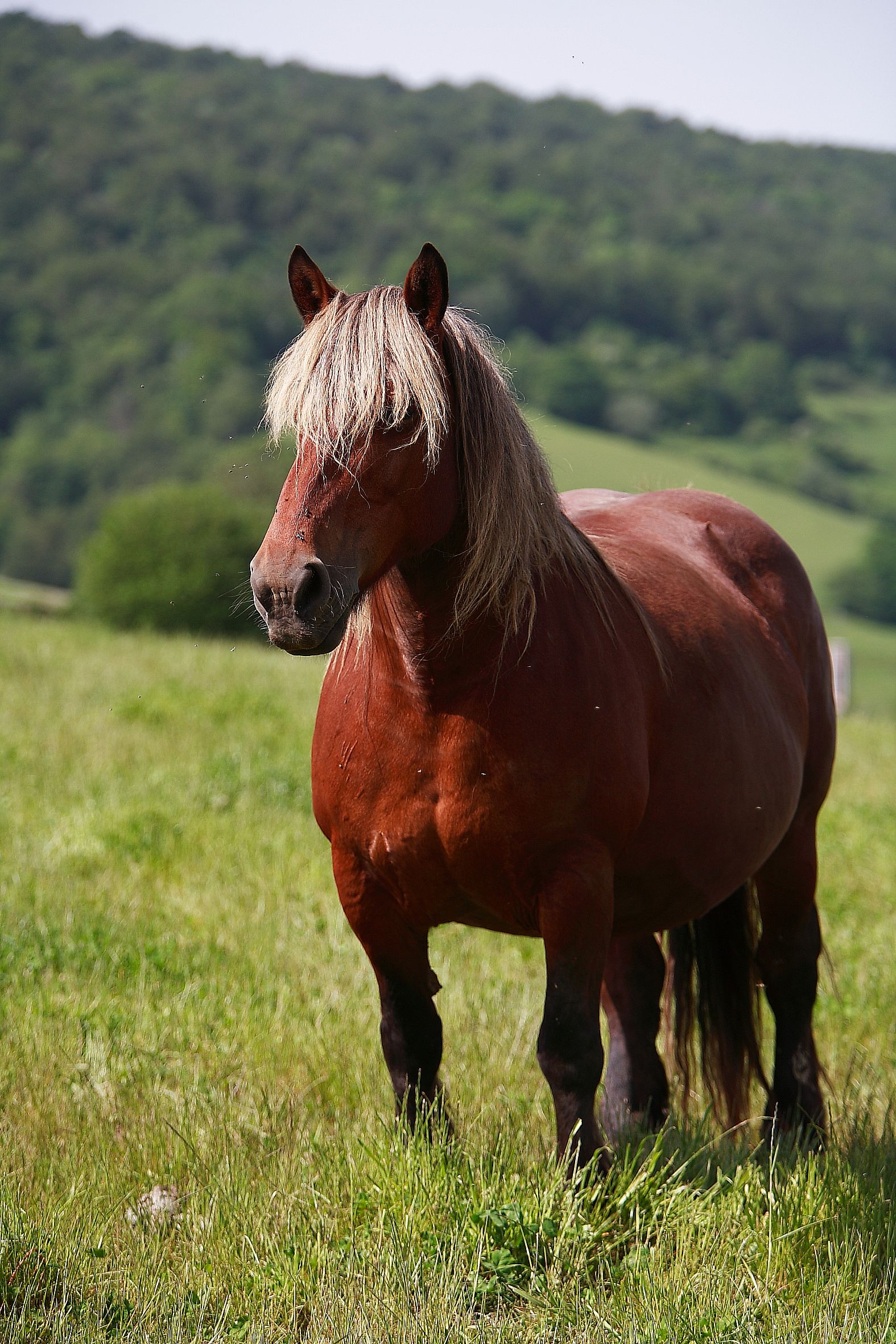 Autor: Javier Iriarte Lusarreta.<br/>Año:2007.<br/>Sexo: Hembra.<br/>Imagen facilitada por la ASOCIACION DE CRIADORES DE GANADO EQUINO BURGUETE DE...