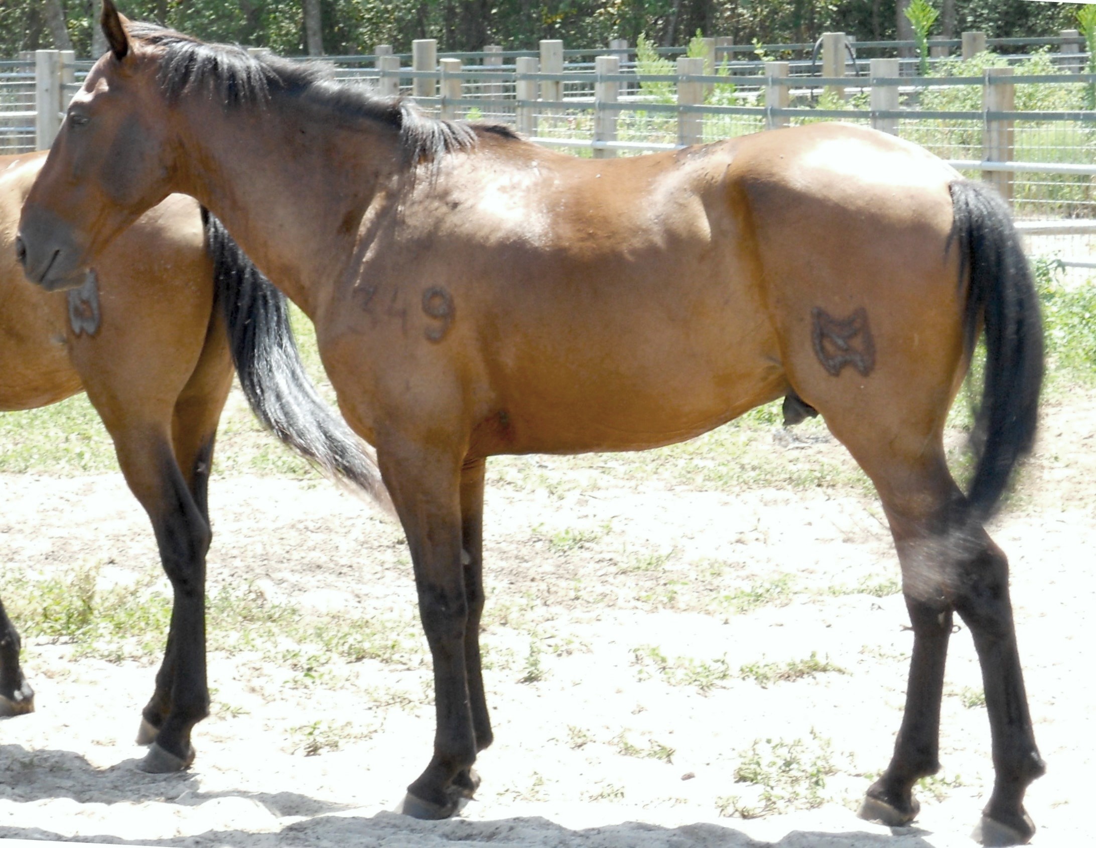 Autor: Juan Antonio Caro;<br/>Año: 2012; <br/>Sexo: Macho; <br/>Comentario: XI Jornadas Nacionales del Caballo Hispano-árabe. Écija 2012. 