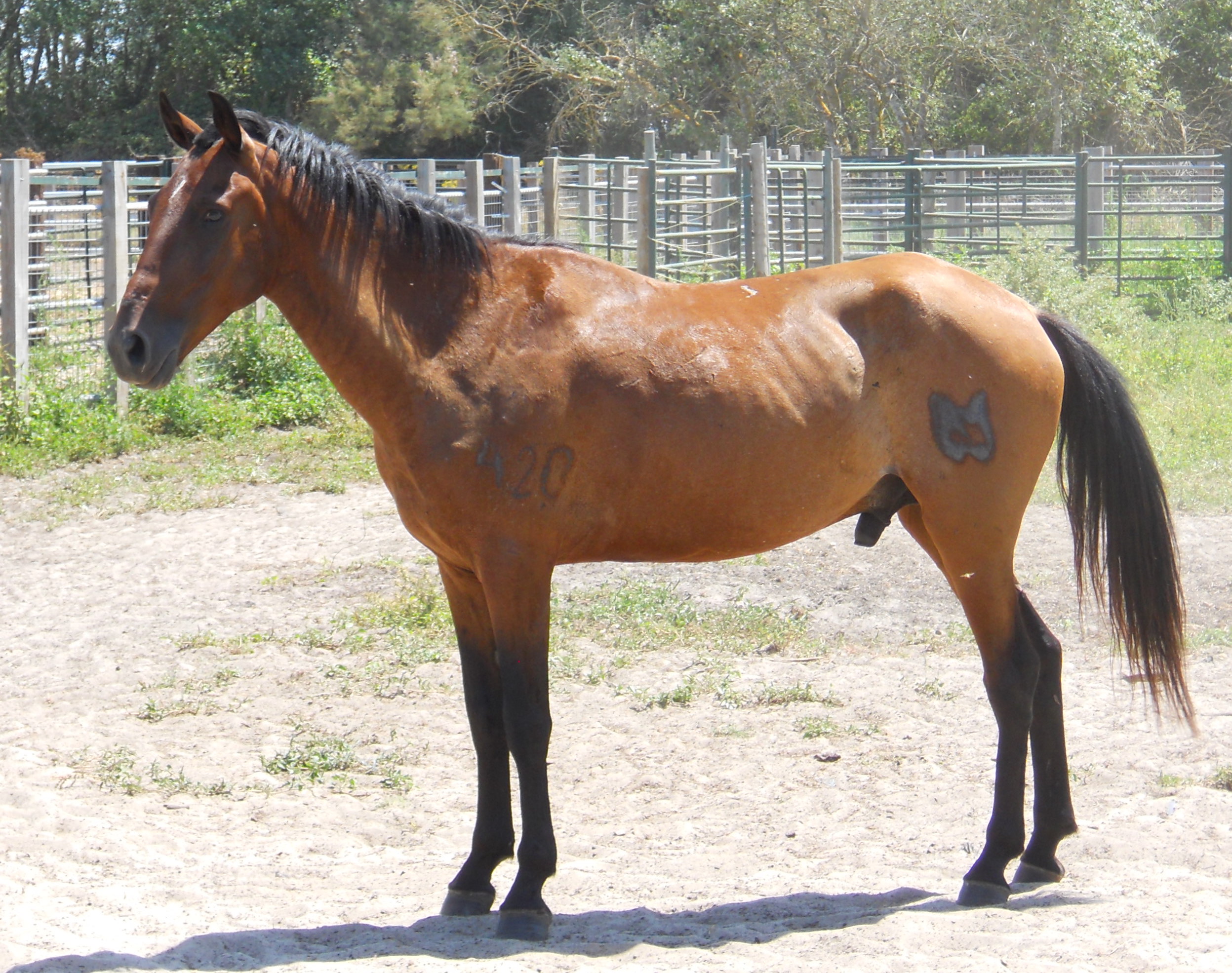 Autor: Juan Antonio Caro.<br/>Año: 2013.<br/>Sexo:macho.<br/>Comentario: Campeón de la raza 2013.<br/>Imagen facilitada por la UNIÓN ESPAÑOLA DE...