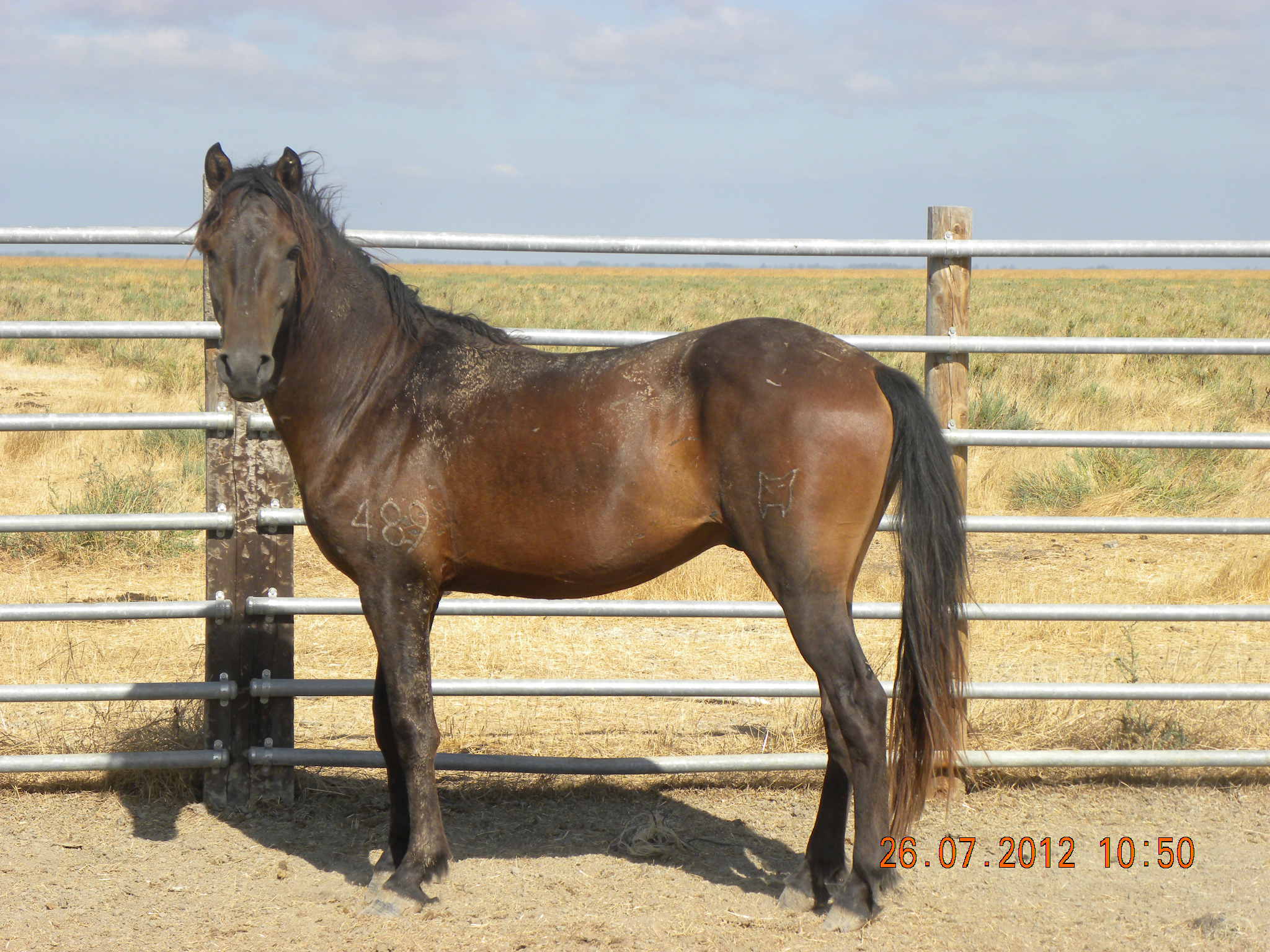 Autor: Juan Antonio Caro.<br/>Año: 2013.<br/>Sexo: hembra.<br/>Comentario: Campeona de la raza 2013.<br/>Imagen facilitada por la UNIÓN ESPAÑOLA...