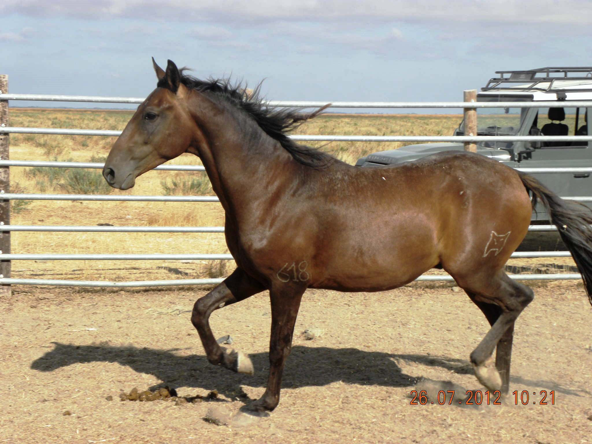 Autor: Juan Antonio Caro.<br/>Sexo:macho.<br/>Imagen facilitada por la UNIÓN ESPAÑOLA DE GANADEROS DE PURA RAZA HISPANO-ÁRABE (UEGHá).