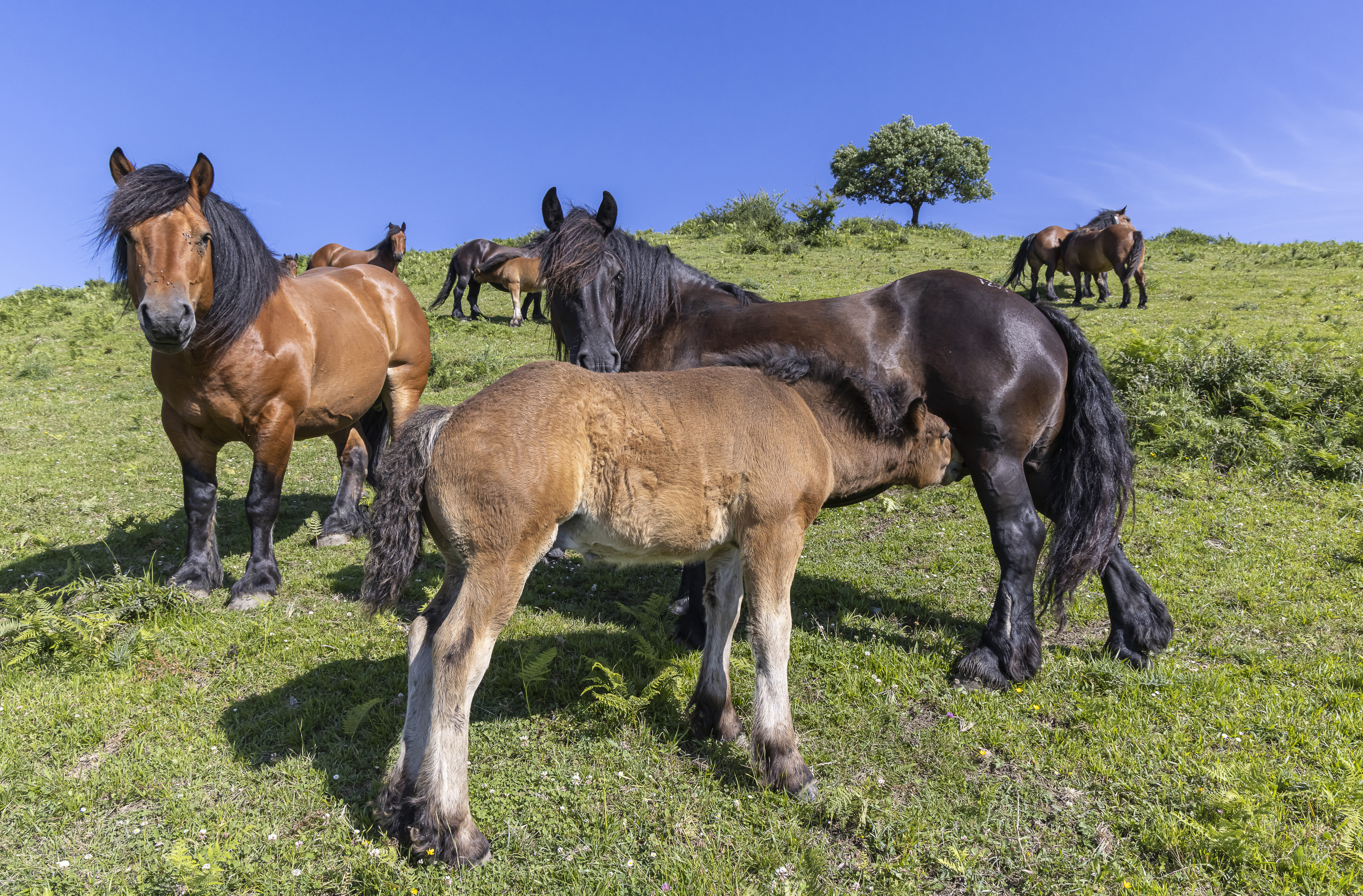 Sexo: Macho; <br/>Comentario: Fotografía facillitada por FEAGAS