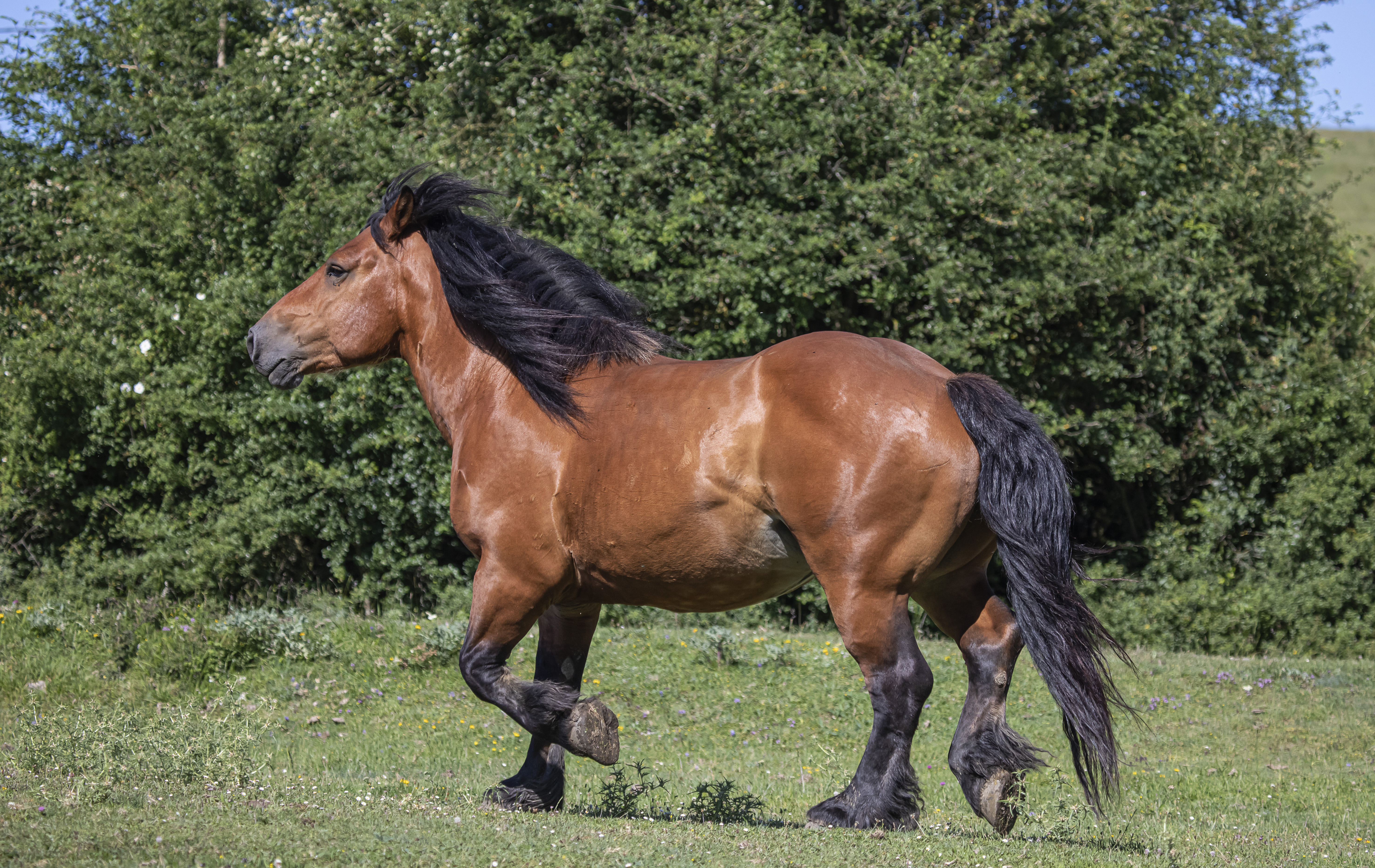 Sexo: Macho; <br/>Comentario: Fotografía facillitada por FEAGAS