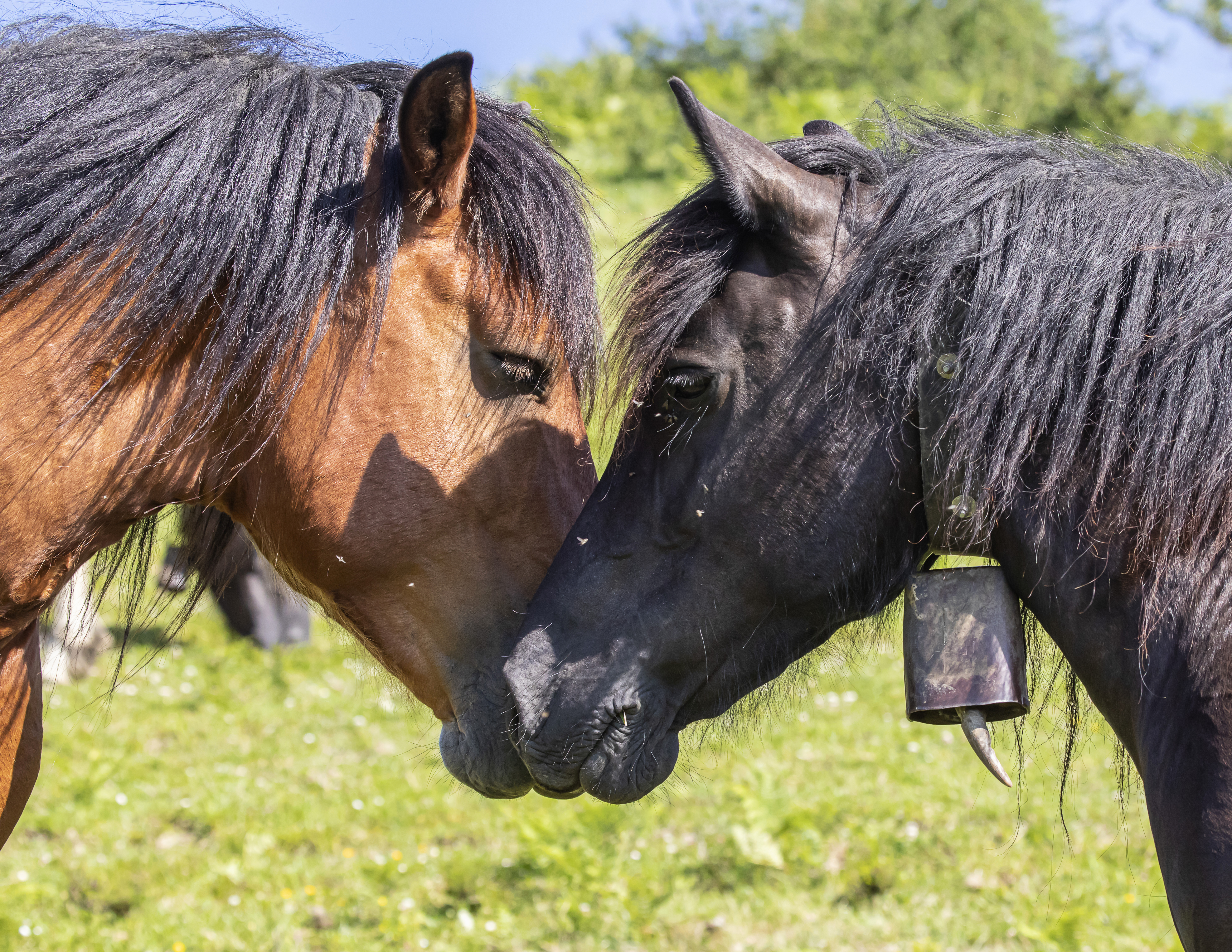 Sexo: Macho; <br/>Comentario: Fotografía facillitada por FEAGAS
