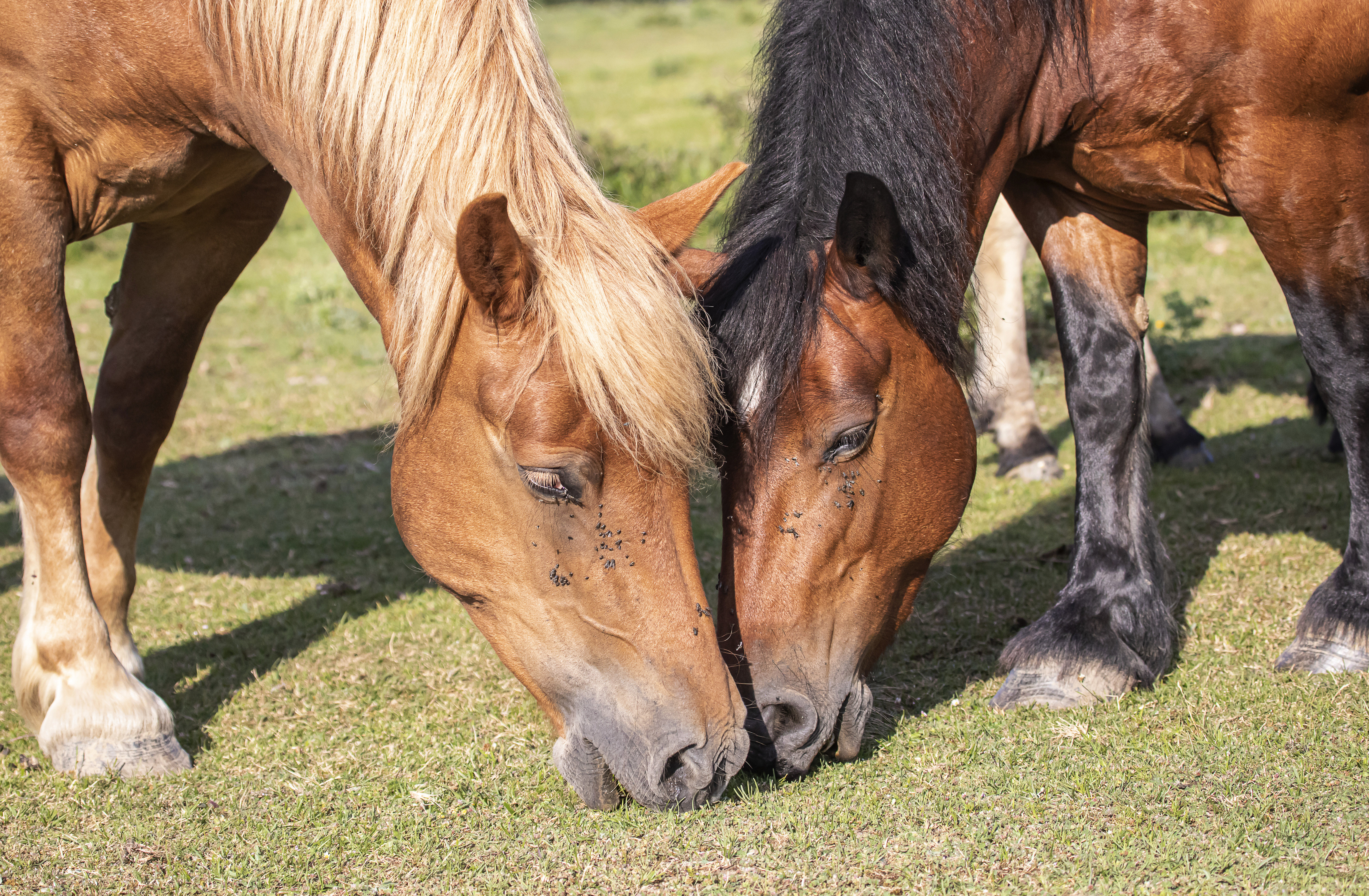 Sexo: Macho; <br/>Comentario: Fotografía facillitada por FEAGAS