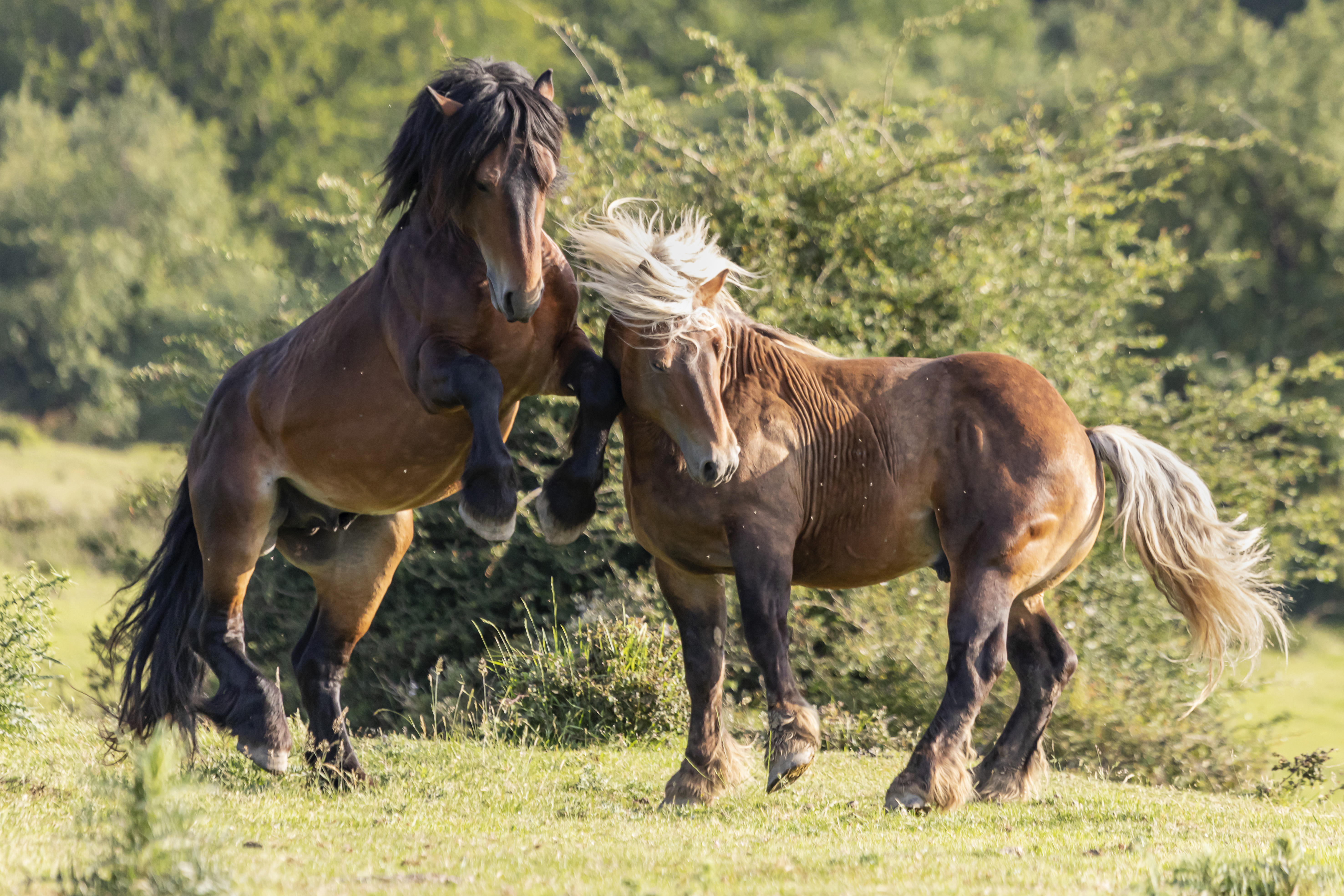 Sexo: Macho; <br/>Comentario: Fotografía facillitada por FEAGAS