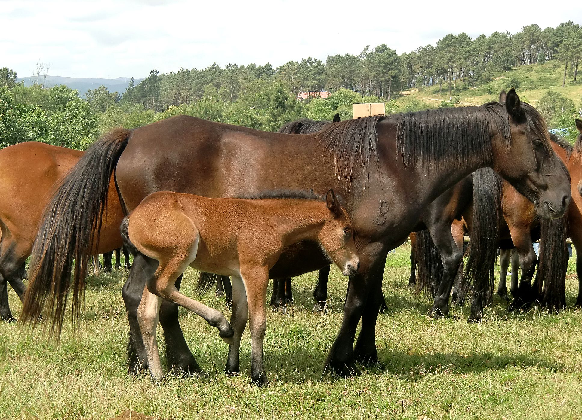 Autor: Antón Vázquez Corral.<br/>Año: 2013<br/>Sexo: Hembra con cría.<br/>Comentario: propiedad de la Comunidad de montes San Andres de Boimente,...