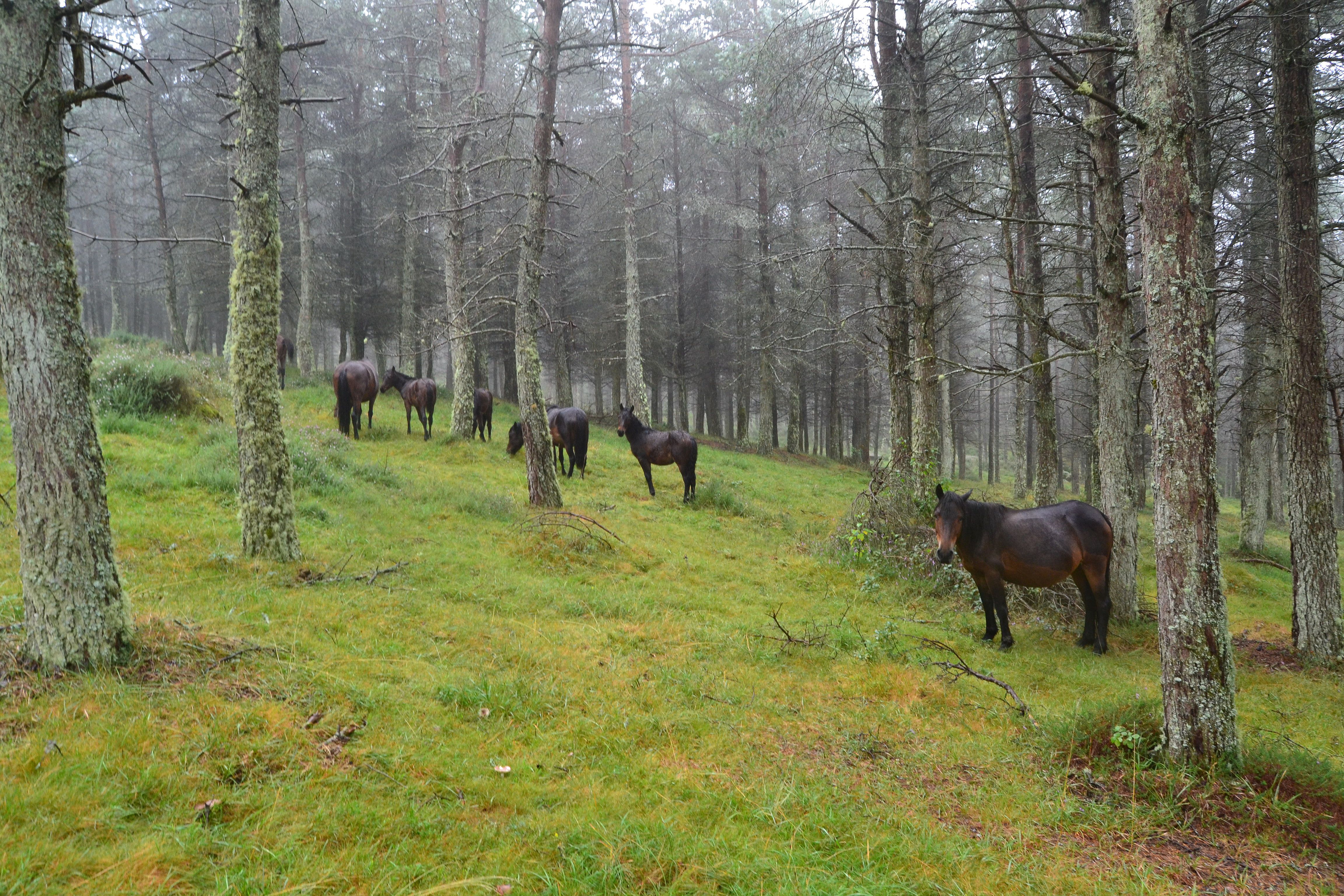 Autor: Antón Vázquez Corral.<br/>Año: 2013<br/>Manada en la Sierra del Xistral (Lugo).<br/>Comentarios: Estos caballos son criados de manera...