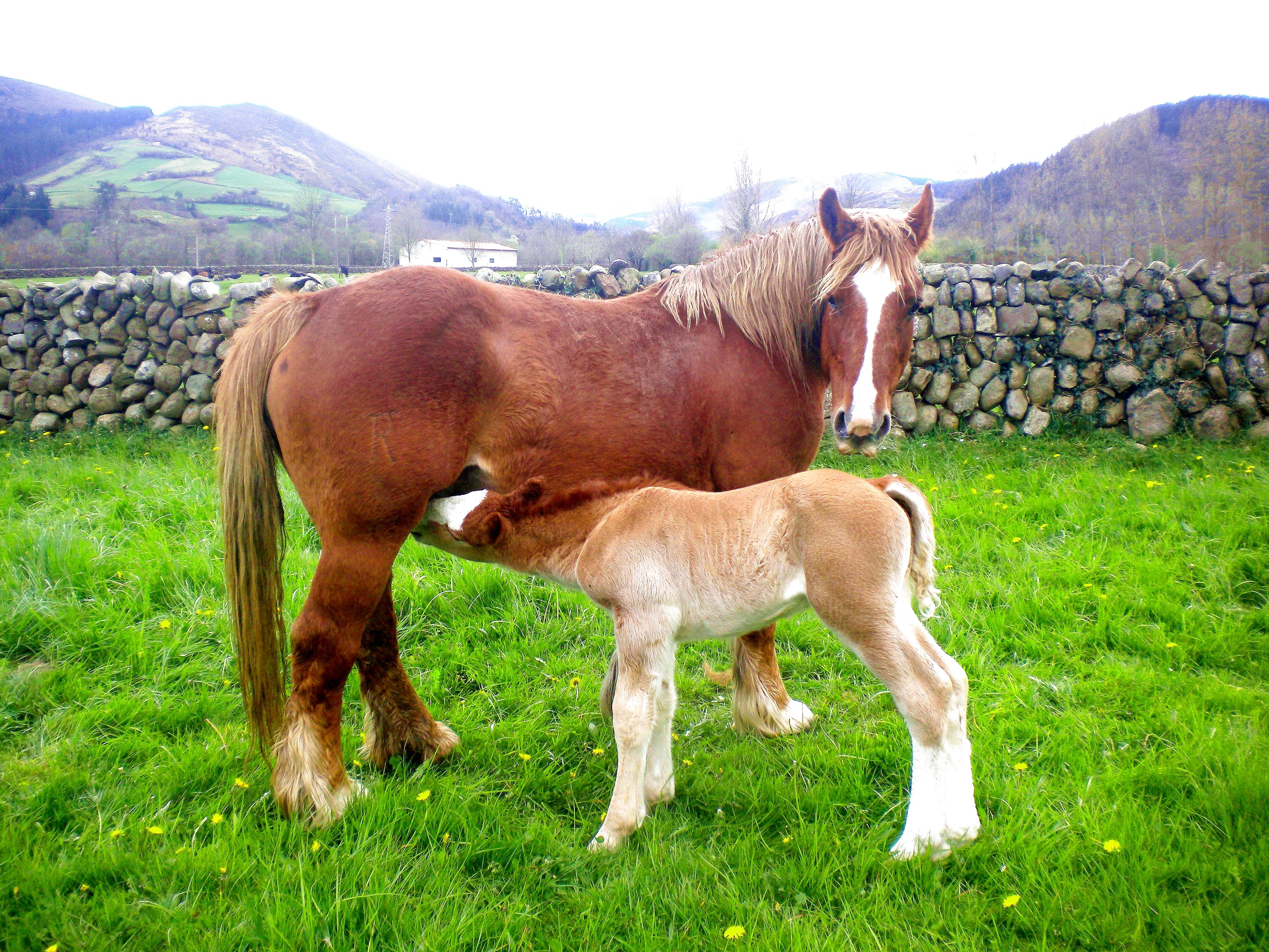 Autor: Esperanza Campuzano.<br/>Año: 2012-2013.<br/>Sexo: Hembra con potro.<br/>Comentario: Imagen facilitada por la ASOCIACIÓN DE CRIADORES DE...