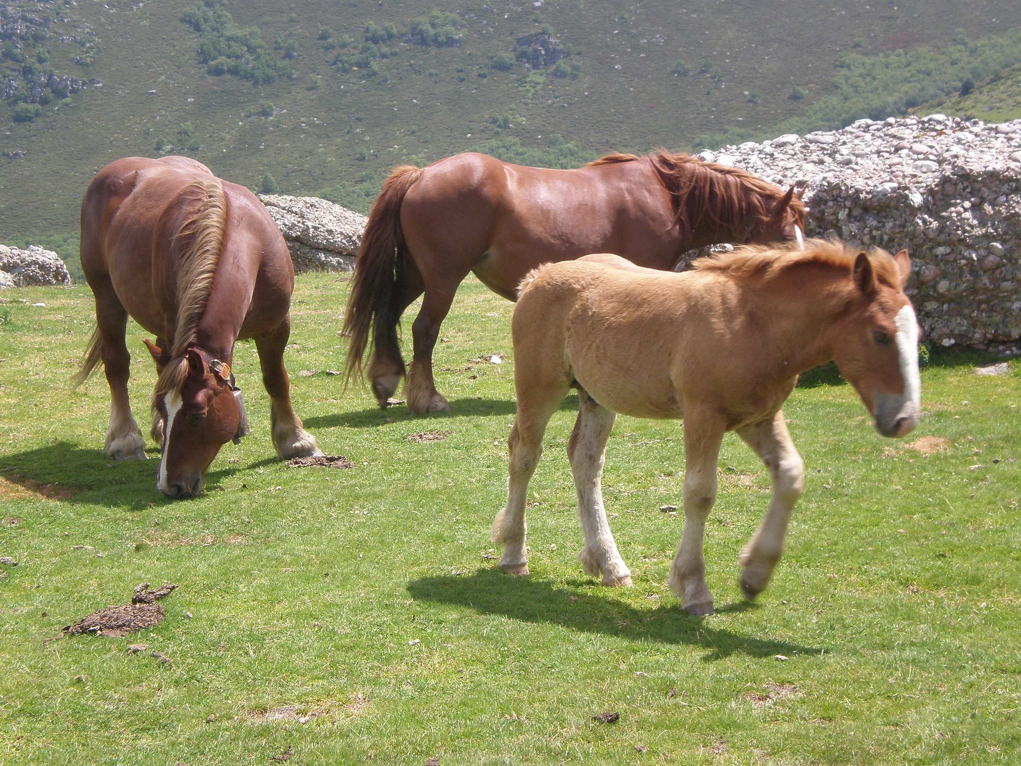 Autor: Esperanza Campuzano; <br/>Año: 2012; <br/>Sexo: Hembra; <br/>Comentario: Hembras pastando en el puerto de Sejos en época...