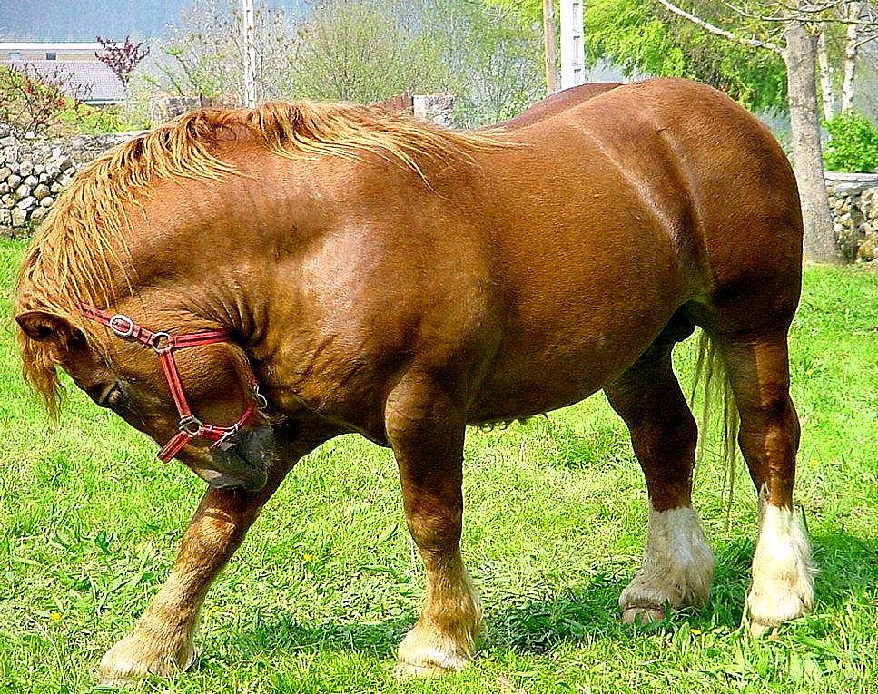 Autor: Esperanza Campuzano.<br/>Año: 2012-2013.<br/>Sexo: Macho.<br/>Comentario:<br/>Imagen facilitada por la ASOCIACIÓN DE CRIADORES DE GANADO...