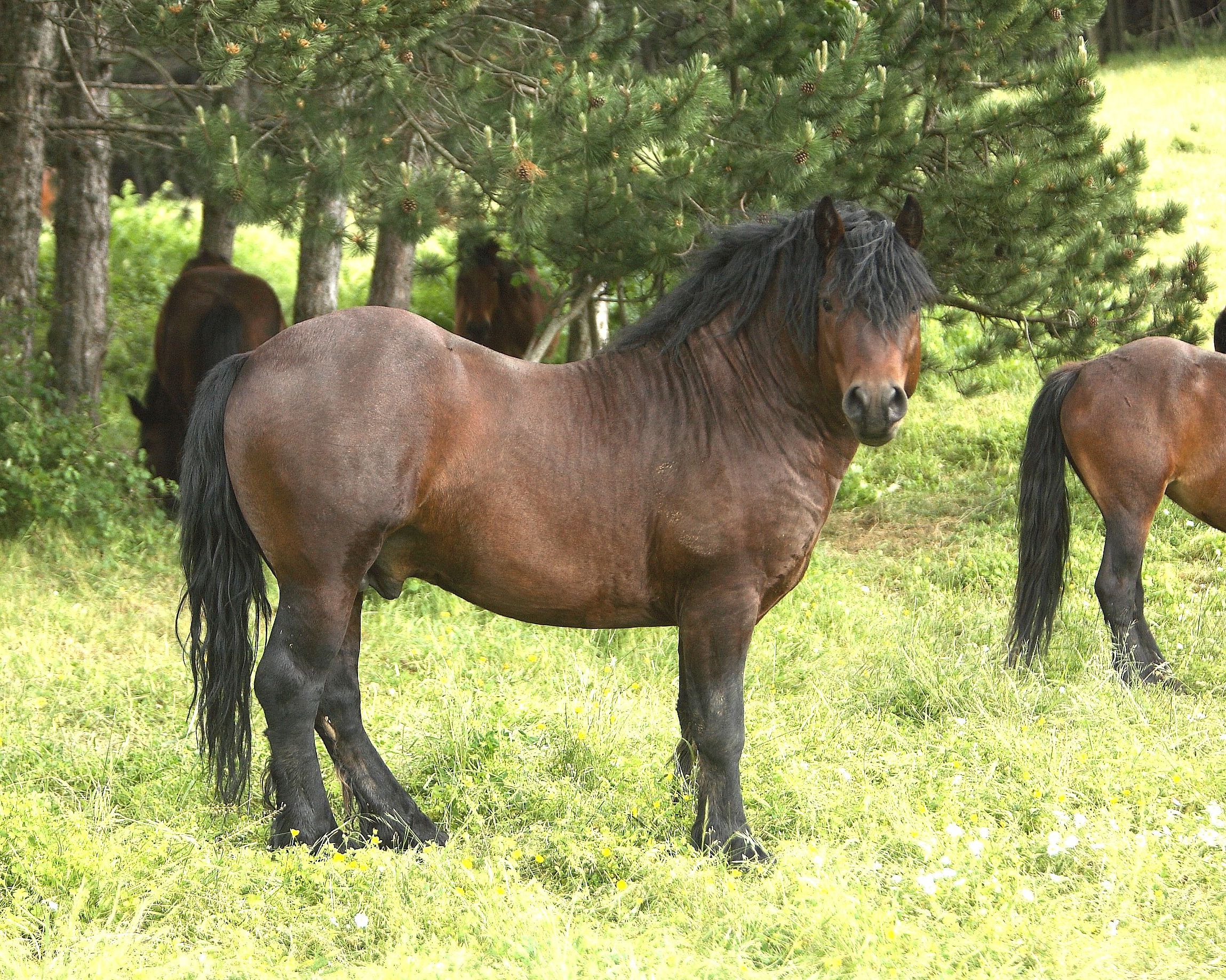 Autor: Instituto Técnico y de Gestión Ganadero S.A.<br/>Año: 2009.<br/>Sexo: Semental RAZA JACA NAVARRA.<br/>Imagen facilitada por la ASOCIACION...