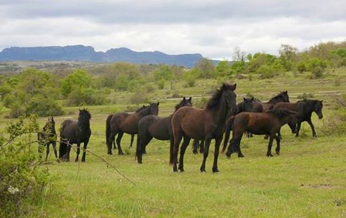 Autor: Elena Oña.<br/>Año: 2013.<br/>Manada de caballos.<br/>Imagen facilitada por la ASOCIACIÓN DE CRIADORES DE CABALLOS LOSINOS "EL...