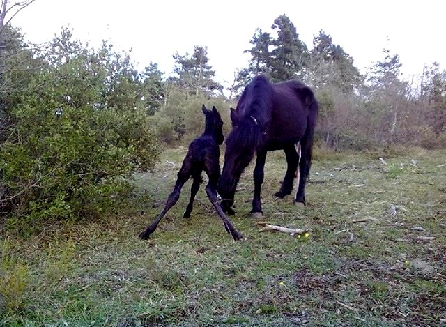 Autor: Elena Oña.<br/>Año: 2013.<br/>Sexo: Hembra.<br/>Comentario: hembra recien parida.<br/>Imagen facilitada por la ASOCIACIÓN DE CRIADORES DE...