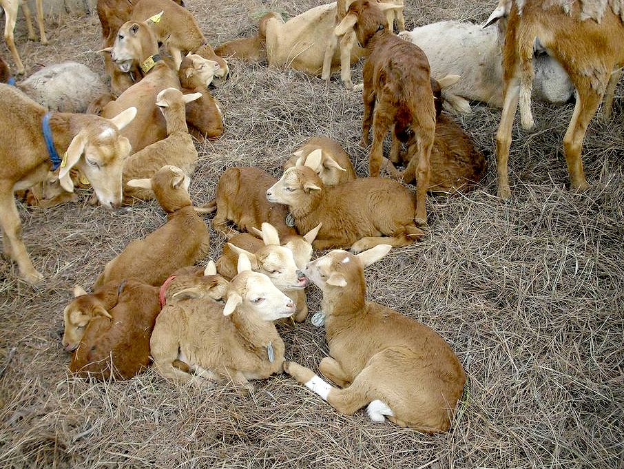 Imagen facilitada por la ASOCIACIÓN DE CRIADORES DE OVINO CANARIO DE PELO (OVICAN).<br/>Crías.