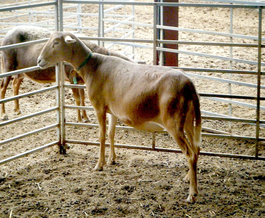 Imagen facilitada por la ASOCIACIÓN DE CRIADORES DE OVINO CANARIO DE PELO (OVICAN).<br/>Sexo: Hembra.