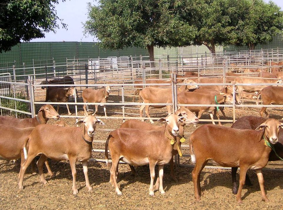 Imagen facilitada por la ASOCIACIÓN DE CRIADORES DE OVINO CANARIO DE PELO (OVICAN).<br/>Sexo: Hembras.