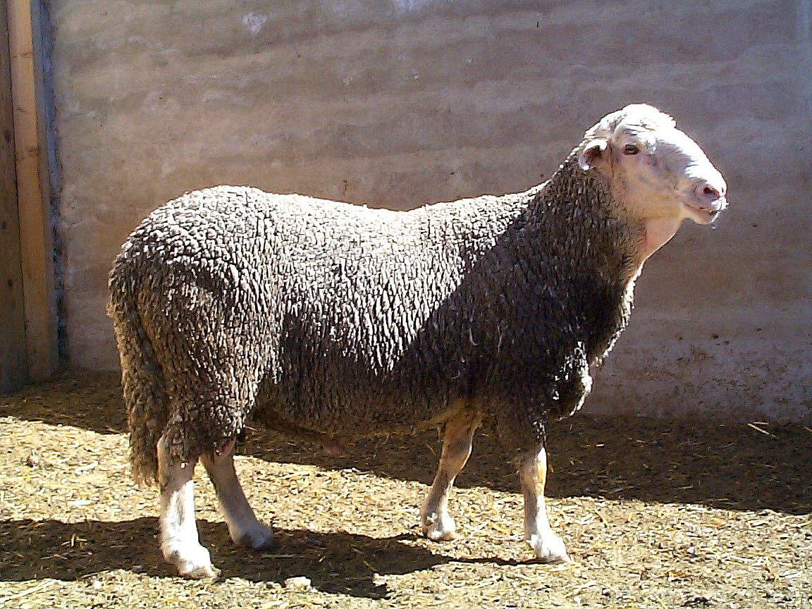 Autor: Susana Lara.<br/>Año:2007.<br/>Sexo: Macho.<br/>Imagen facilitada por Pastores Grupo Cooperativo, Oviaragón.