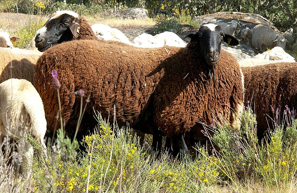 Imagen Castellana variedad negra (hembra), fuente MAGRAMA.