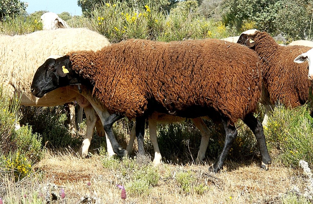 Imagen Castellana variedad negra (hembra), fuente MAGRAMA.