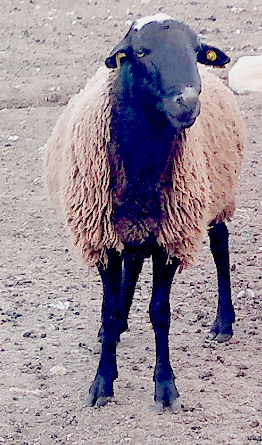 Autor: Santos M. Martín López.<br/>Sexo: Macho.<br/>Año: 2011.<br/>Comentario: Mancera de Abajo (Salamanca).<br/>Imagen facilitada por la...