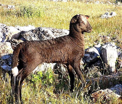 Autor: Juan Antonio Moreno Cobo.<br/>Año:2013.<br/>Sexo: cordero negro.<br/>Imagen facilitada por la ASOCIACIÓN DE GANADEROS CRIADORES DE LA RAZA...