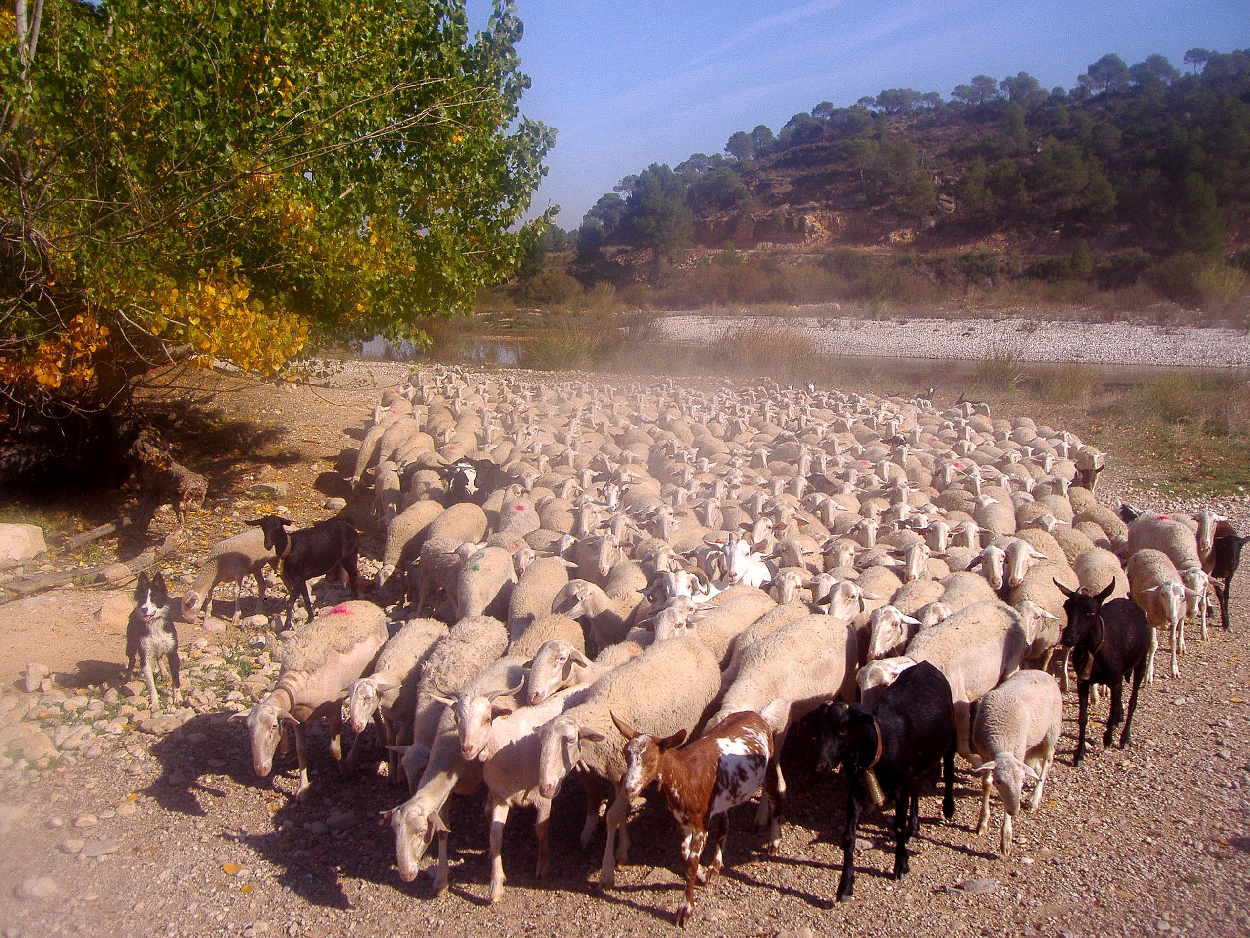 Autor: Javire Yarritu. <br/>Imagen de rebaño.<br/>Imagen facilitada por la ASOCIACIÓN DE CRIADORES DE GANADO OVINO DE RAZA MAELLANA DE TERUEL...