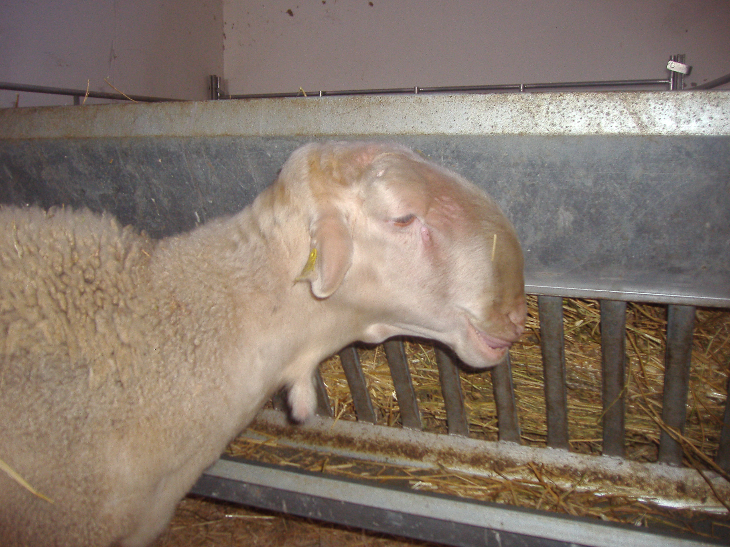 Autor: Javire Yarritu. <br/>Sexo: macho.<br/>Imagen facilitada por la ASOCIACIÓN DE CRIADORES DE GANADO OVINO DE RAZA MAELLANA DE TERUEL (ARAMA).