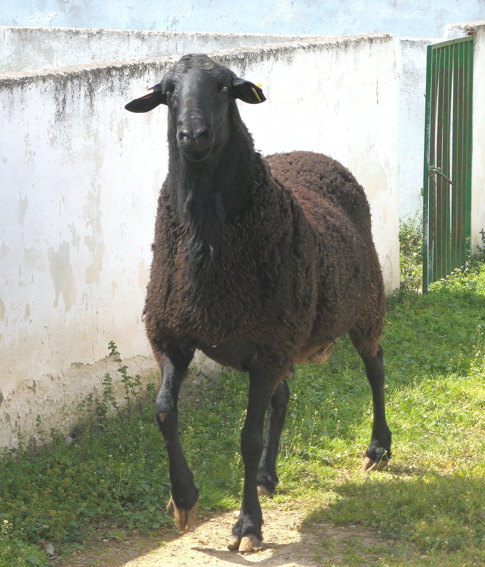 Autor: ASOCIACIÓN NACIONAL DE CRIADORES DE GANADO OVINO SELECTO DE RAZA MANCHEGA (AGRAMA).<br/>Año:2010.<br/>Sexo: Macho